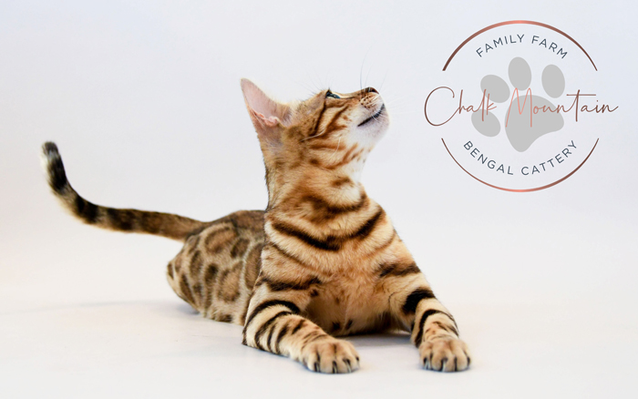 beautiful bengal kitten texas